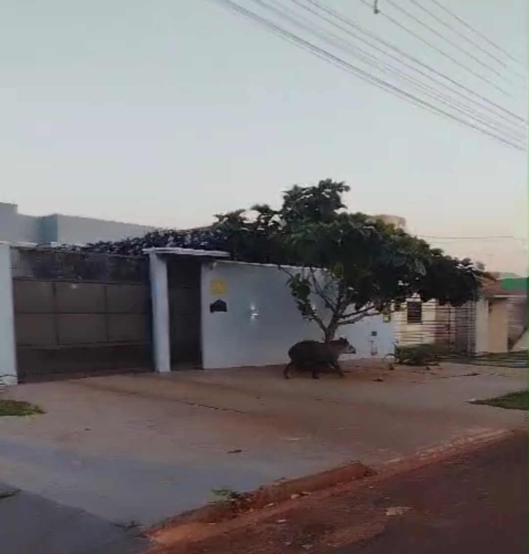 Anta é vista circulando em bairros de Itaporã