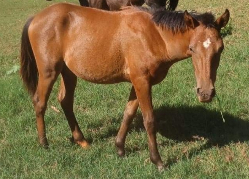 Mulher relata furto de égua em Itaporã