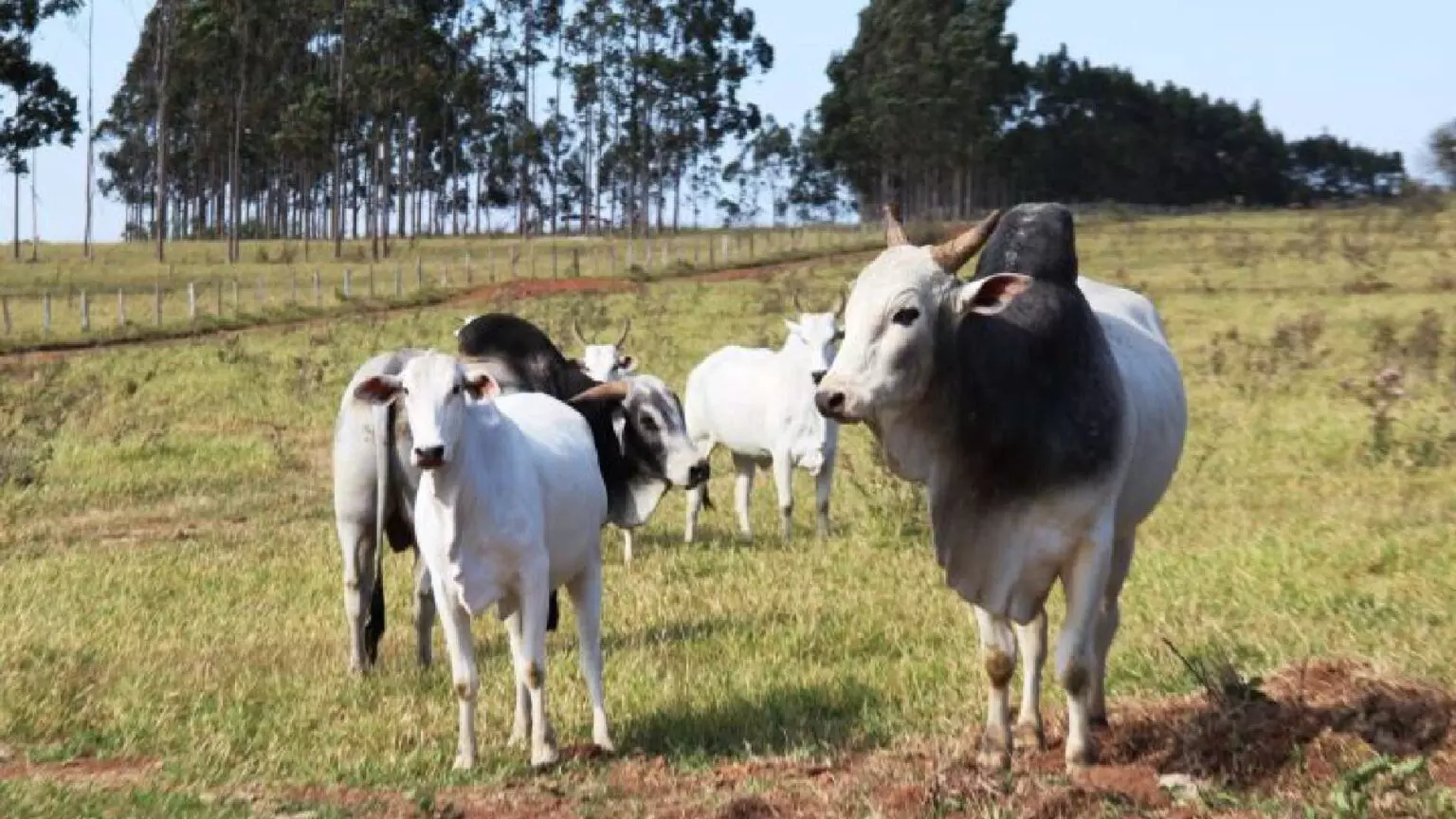 Pecuaristas de MS têm até 30 de novembro para atualizar cadastro de rebanhos na Iagro