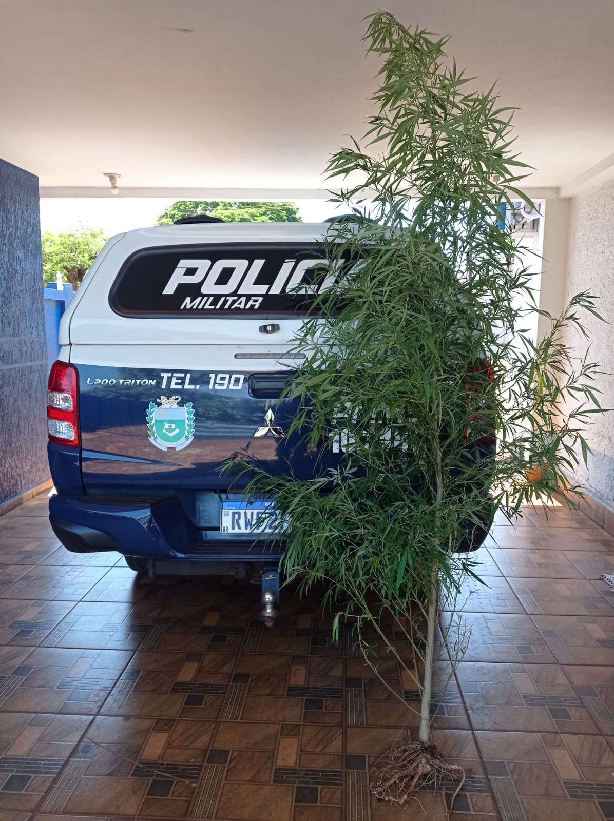 Itaporã: jovem é preso no distrito de Montese por cultivo de maconha
