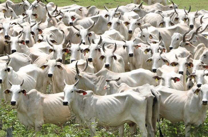 Pantanal terá plano de fortalecimento em Mato Grosso do Sul para todas as cadeias pecuárias