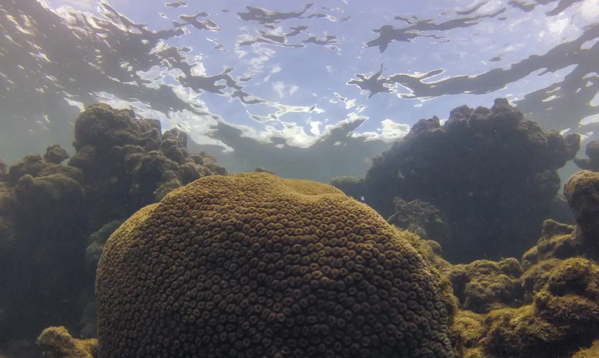 Calor, acidez das águas e pouco alimento ameaçam ecossistemas marinhos