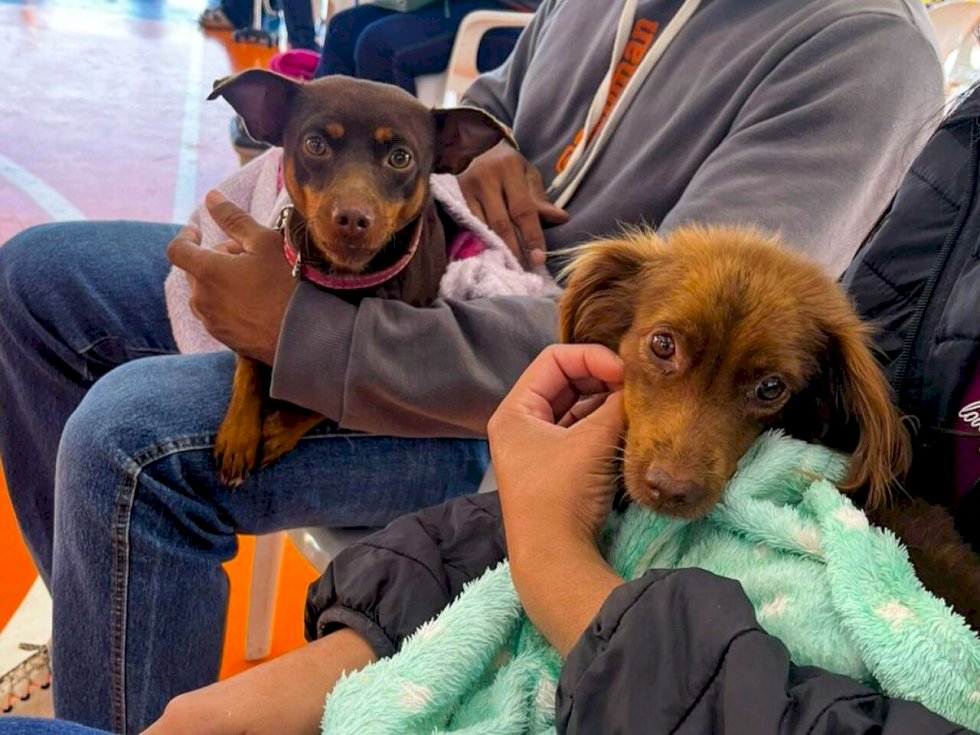 Itaporã vai fazer parte da maior campanha de castração de Mato Grosso do Sul