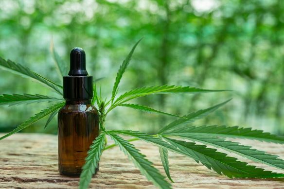 Anvisa aprova novas regras e amplia acesso à cannabis medicinal no Brasil