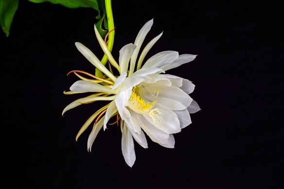 Dama-da-noite é proibida em MS para proteger citricultura