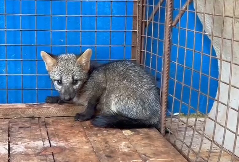 Morador de Itaporã resgata filhotes de lobinho ao lado da mãe morta em rodovia