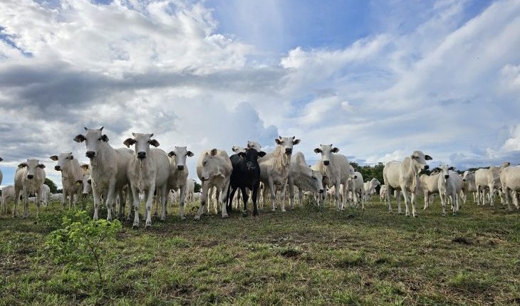 Recuperação de pastagens transforma a agropecuária de Mato Grosso do Sul