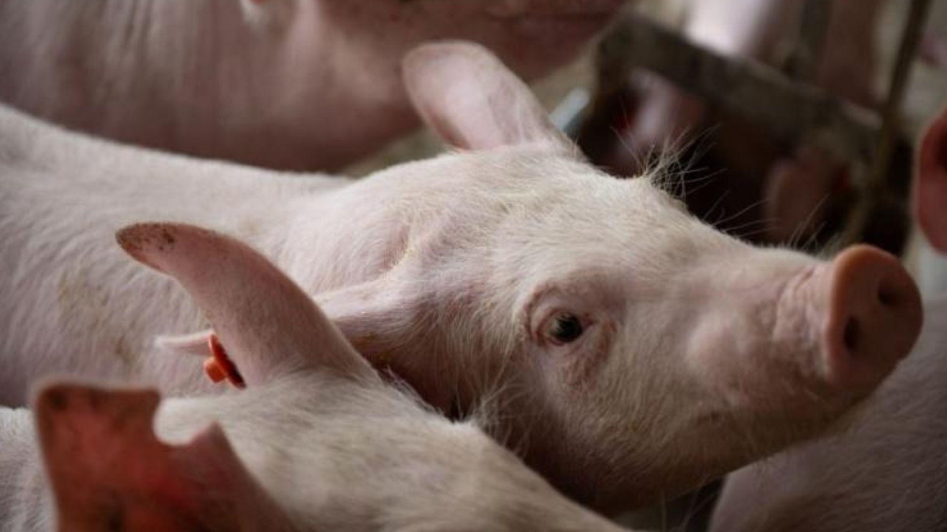 CEIF estabelece regras e restrições para uso do FCO em Mato Grosso do Sul