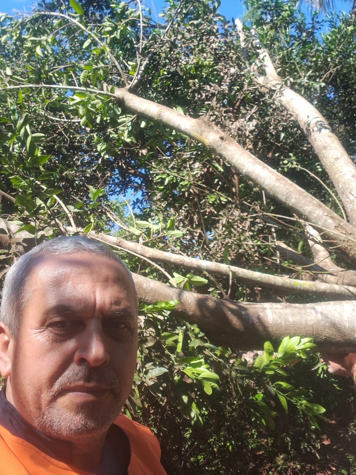 Itaporã: Defesa Civil orienta moradores após árvore cair sobre residência em Montese (fotos)