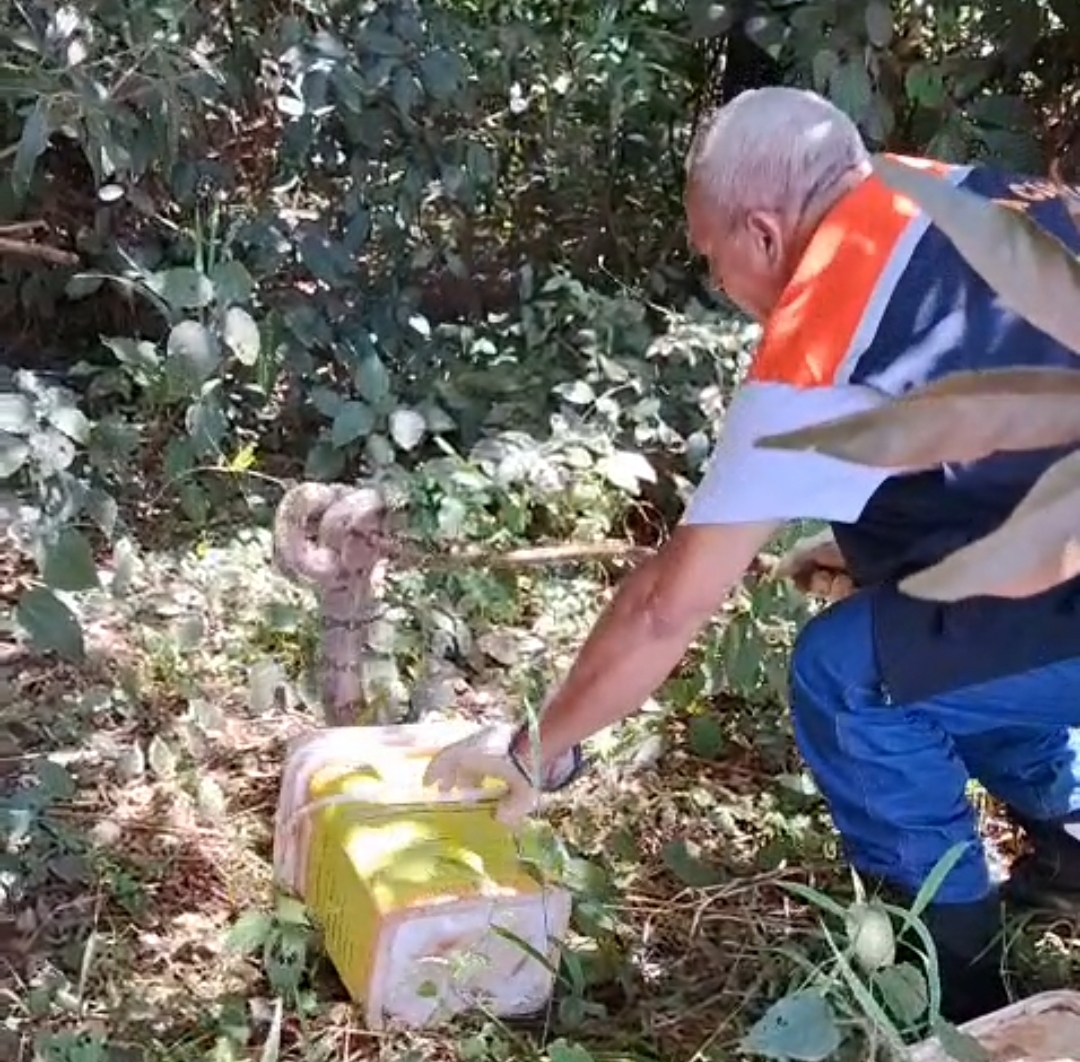 Itaporã: Defesa Civil tem realizado recolhimento de animais peçonhentos no município