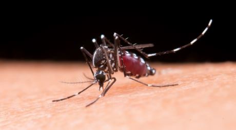 Boletim Epidemiológico: MS registra 780 casos prováveis de dengue em 2026