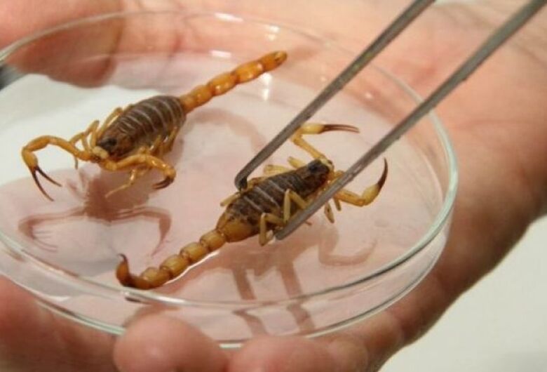 Escorpiões: como evitar acidentes e o que fazer em caso de picada