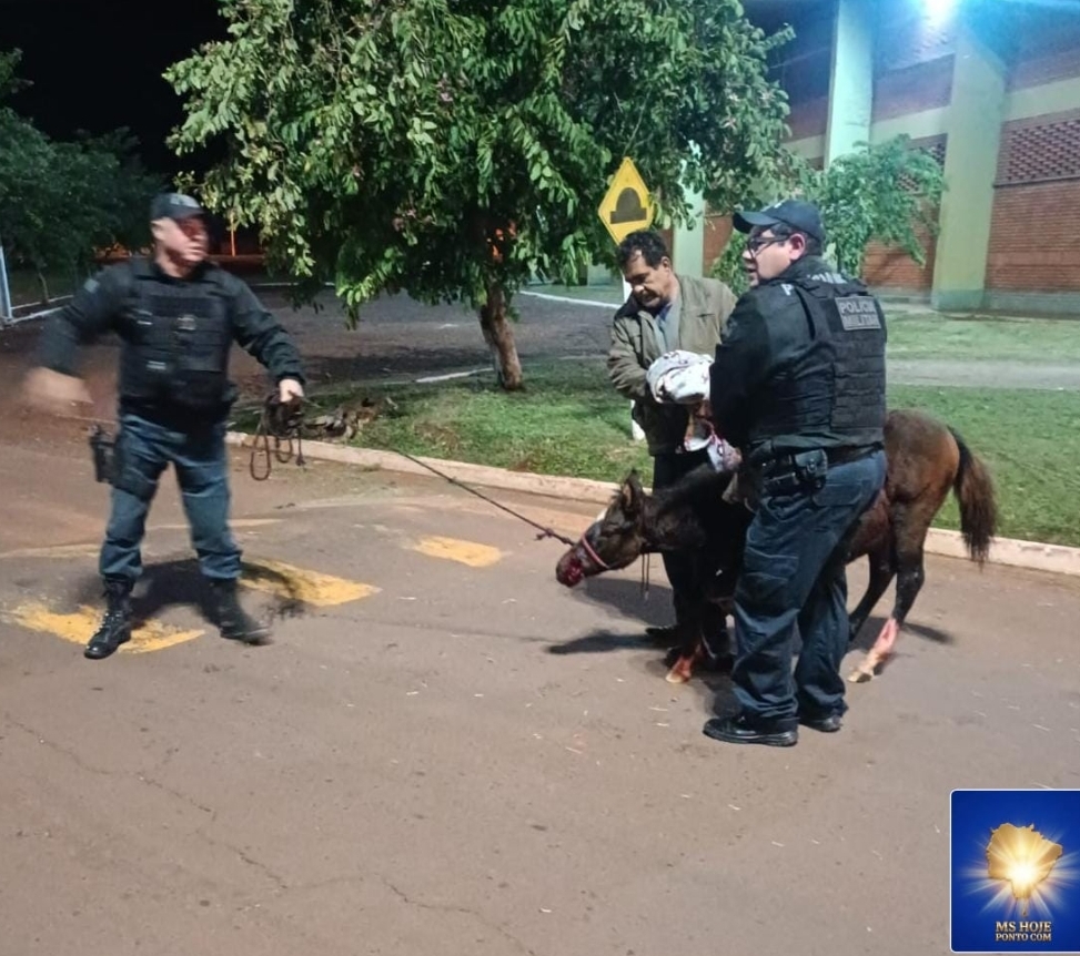 Ataque de cães deixa potra ferida em Itaporã; Polícia Militar e veterinários de Dourados atuam em resgate
