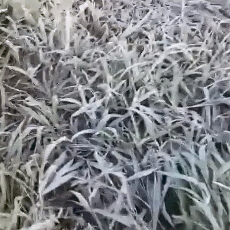Frio intenso provoca geada em 12 cidades de Mato Grosso do Sul