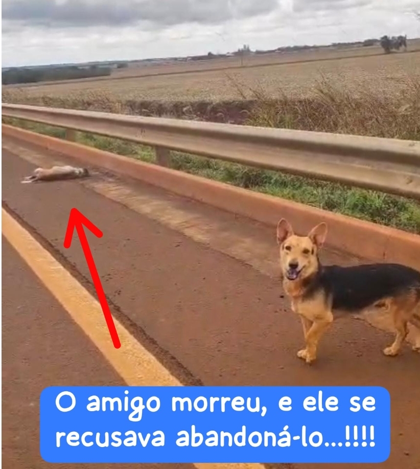 Itaporã: cão permanece ao lado de companheiro morto na rodovia e agora espera por um novo lar